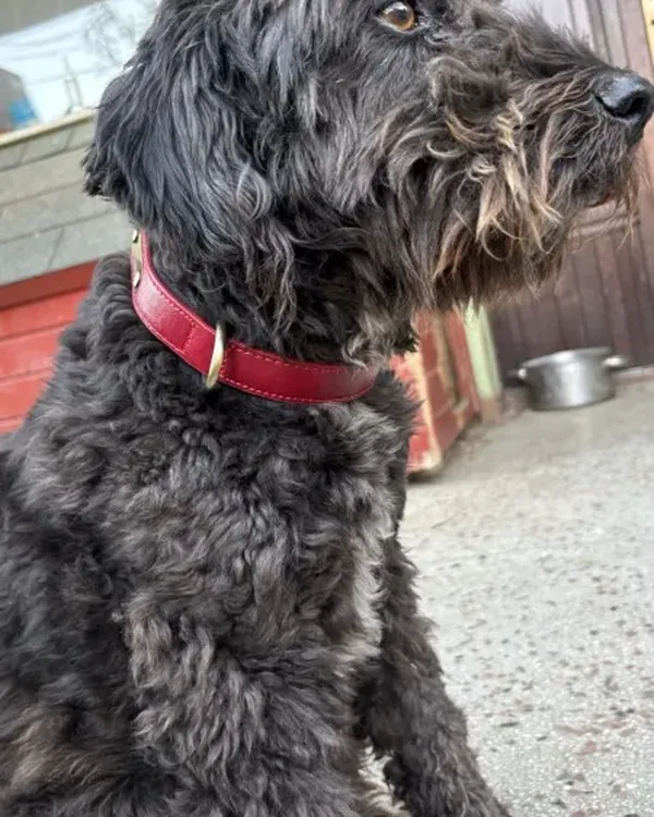 chien gris qui porte le collier rouge