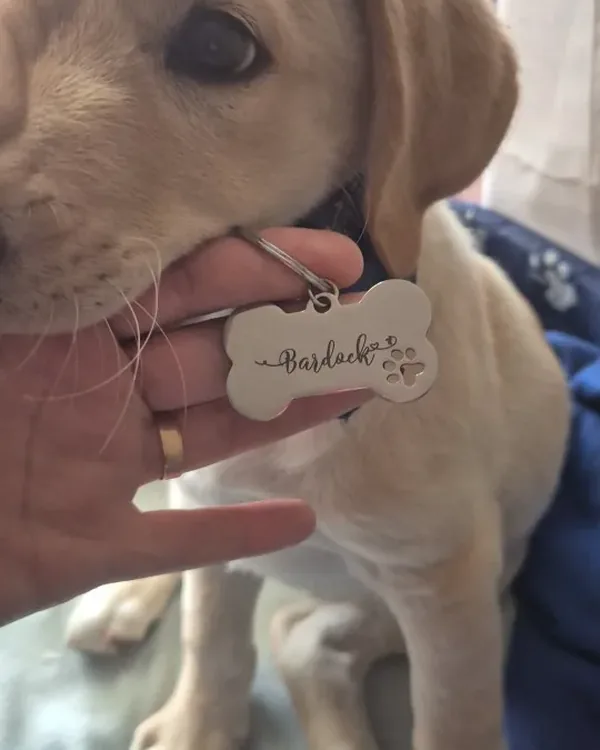 chiot qui porte son médaillon