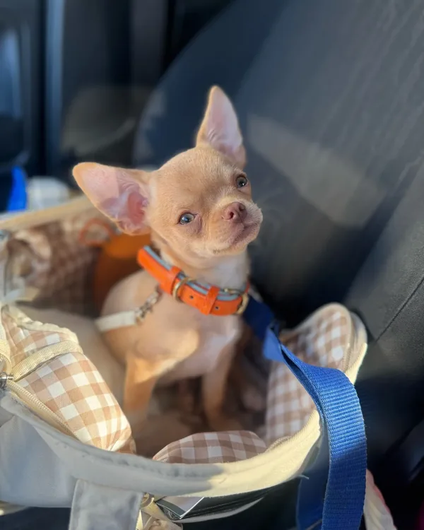 Collier chien personnalisé en cuir photographié par Sophie R., acheteur vérifié
