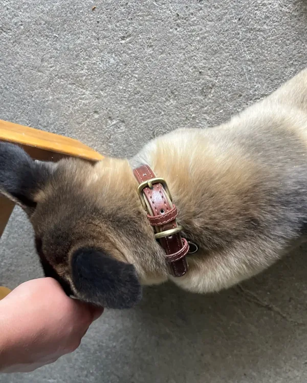 Collier chien personnalisé en cuir photographié par Céline B., acheteur vérifié