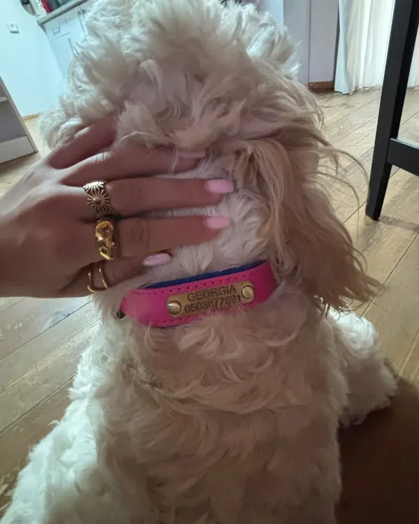 Collier chien personnalisé en cuir photographié par Karim B., acheteur vérifié